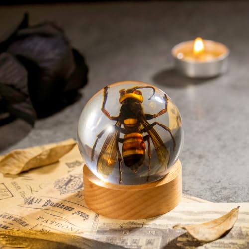 Real Wasp Specimen in Sphere Resin - 2.36 Inch Diameter with Solid Wood Base, Perfect for Science Education, Oddities Collectors, and Biology Enthusiasts - color: Wasp Specimen (2.36" Diameter)