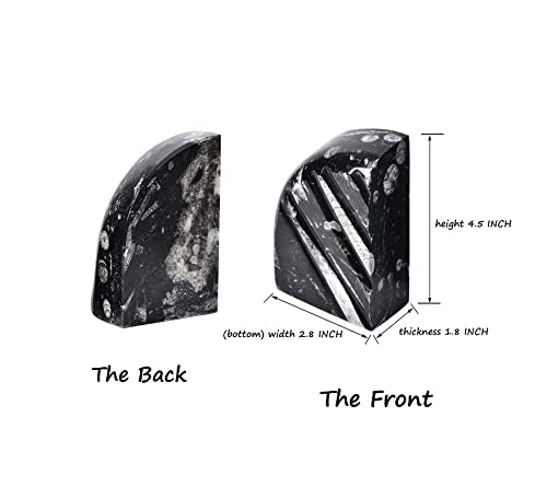 AMOYSTONE 1Pair Unique Decorative Bookends Natural Orthoceras Fossil 4-5 LBS for Kids Books, Home Kitchen, Height 4.7" - color: Black & White C, size: 4-5 Lbs