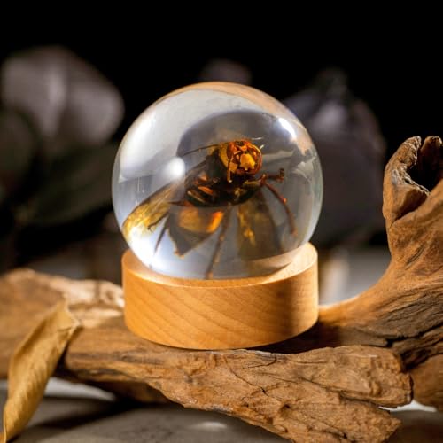 Real Wasp Specimen in Sphere Resin - 2.36 Inch Diameter with Solid Wood Base, Perfect for Science Education, Oddities Collectors, and Biology Enthusiasts - color: Wasp Specimen (2.36" Diameter)