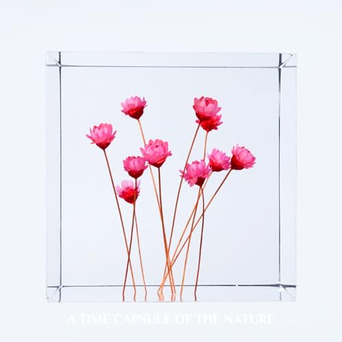 Acrylic Cube with Real Tiny Roses (Starflowers) Inside 6cm Cube Colorful Aesthetic Shelf Decor Desk Decor Paperweight for Girlfriend