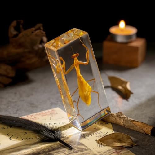 Real Mantis Specimen in Resin - Authentic Mantis Encased in Clear Resin Block, Perfect for Science Education, Oddities Collectors, and Biology Enthusiasts - color: Mantis Specimen