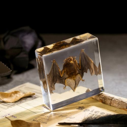 Vintage Taxidermy Bat Specimen - Real Bat Encased in Clear Resin Block for Science & Display (3" x 3" x 1") – Perfect for Biology, Gothic Decor, and Oddity Collectors - color: Bat Specimen (3.0" X 3.0" X 1.0")