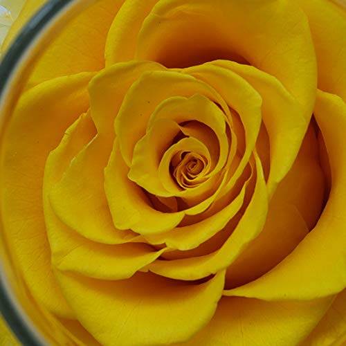 Preserved Real Roses with Colorful Mood Light Wishing Bottle,Eternal Rose，Never Withered Flowers, a Gifts for Women 4.3inch 1pcs (Yellow) - color: Yellow
