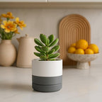 D'vine Dev Set of 4 Small Ceramic Plant Pots, 4.7 Inch Succulent Planter Pot for Plants with Drainage Hole and Saucer, White/Speckled Grey, 94-X-B-6 - color: White/Speckled Grey, size: 4.7 Inch