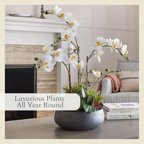 CG Hunter Faux Orchid Plant w/Succulents, Premium Artificial Indoor Flower Display Stands 24” w/Beautiful Sculptural Blooms and Succulents That Lasts Forever, Grey Planter Pot Included - size: 24" White Orchid With Succulents