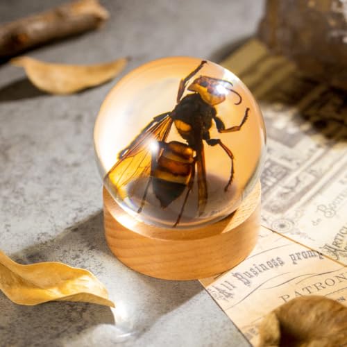 Real Wasp Specimen in Sphere Resin - 2.36 Inch Diameter with Solid Wood Base, Perfect for Science Education, Oddities Collectors, and Biology Enthusiasts - color: Wasp Specimen (2.36" Diameter)