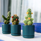 D'vine Dev Set of 4 Small Ceramic Plant Pots, 3.5 Inch Succulent Planter Pot for Plants with Drainage Hole and Saucer, Teal, 94-X-A-9 - color: Teal, size: 3.5 Inch