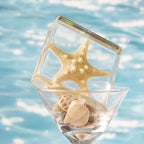 Taxidermy Starfish, Real Starfish Specimens Animal Specimen in Resin for Science Classroom Science Education, Great Gift for Fans of Taxidermy, Animal Skull, Oddities, Biology (3 x 3 x 1 inch) - color: Starfish