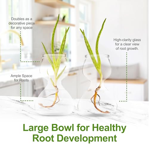 Garden Guru Plant Propagation Stations - Clear Glass Bud Vases Set of 4 - Mini Vases for Wedding Centerpieces, Cafe Décor, Tea Shop Displays - Small Hydroponic & Flower Vase - size: Set of 4