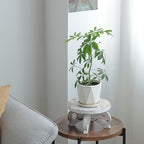 White Wooden Plant Stands Indoor Riser Round Display Stands Farmhouse Display Stool Flower Holder Pedestal Board Pine - color: White, size: Pine