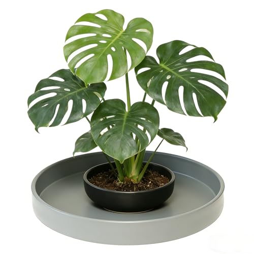 Plant Saucer 6 inch Drip Tray for Ceramic Plastic Pots, 2 Pack Plant Saucers for Indoors, Plastic Planter Flower Pot Saucers for Potted Plants, Planter Water Trays for pots Base (6", Gray) - color: Gray, size: 6" - 2Pcs