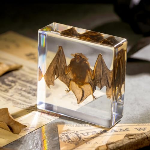 Vintage Taxidermy Bat Specimen - Real Bat Encased in Clear Resin Block for Science & Display (3" x 3" x 1") – Perfect for Biology, Gothic Decor, and Oddity Collectors - color: Bat Specimen (3.0" X 3.0" X 1.0")