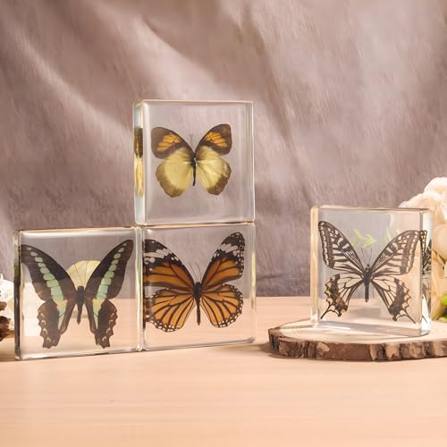 4-Pack Taxidermy Butterfly, Real Butterflies Specimens in Resin - Genuine Resin Butterflies Framed Display for Taxidermy Bugs, Oddities, Biology, Science & Home Decor (3x3x1 inch) - color: 4pcs Butterflies