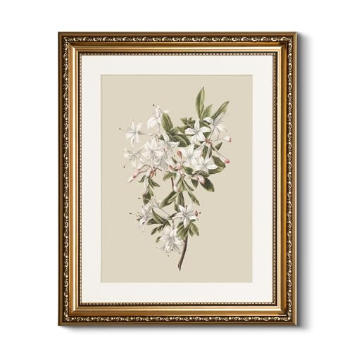 HUARCEY Vintage Floral Illustration Framed Canvas Wall Art 13x16 Inch, Ornate Embossed Gold Frame Classic Botanical Flower Print, Elegant Traditional Living Room Bedroom Office Home Decor - color: Azalea, size: 16"L x 13"W