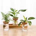 3Pcs Propagation Stations, Plant Terrarium with Lid and Wooden Stand,Desktop Glass Planter Hydroponics Vase,Home Office Living Room Decor Gifts - size: 8.7"L x 3.5"W x 4.7"H