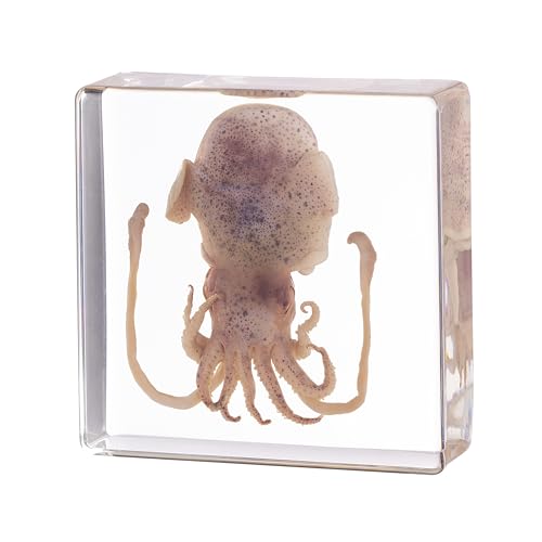 Taxidermy Squid, Real Squid Specimens Animal Specimen in Resin for Science Classroom Science Education, Great Gift for Fans of Taxidermy, Animal Skull, Oddities, Biology (3 x 3 x 1 inch) - color: Squid