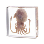 Taxidermy Squid, Real Squid Specimens Animal Specimen in Resin for Science Classroom Science Education, Great Gift for Fans of Taxidermy, Animal Skull, Oddities, Biology (3 x 3 x 1 inch) - color: Squid