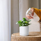 D'vine Dev Set of 2 Plants Pots, 3.5 Inch Ceramic Planter Pot for Plants with Drainage Hole and Saucer, White, 94-V-A-1 - color: White, size: 3.5 Inch