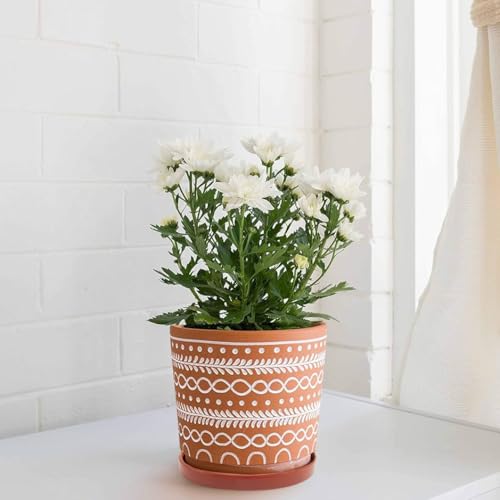 2 Pack Ceramic Plant Saucer Pot Tray 6 Inch Terracotta, Planter Saucers 6 7 8 9 10 11 12 15 Inch, Durable Sturdy Flower Drainage drip Water Tray for Glazed Pots Base (6.4 Inch- Red Terracotta) - color: Terracotta, size: 6.4in 2pack