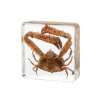 Taxidermy Crab, Real Crab Specimens Animal Specimen in Resin for Science Classroom Science Education, Great Gift for Fans of Taxidermy, Animal Skull, Oddities, Biology (3 x 3 x 1 inch) - color: Crab A