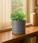 D'vine Dev Set of 4 Small Ceramic Plant Pots, 4.7 Inch Succulent Planter Pot for Plants with Drainage Hole and Saucer, Grey, 94-X-B-3 - color: Gray, size: 4.7 Inch