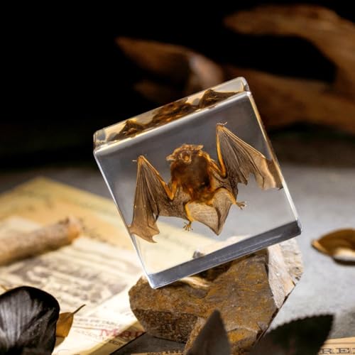 Vintage Taxidermy Bat Specimen - Real Bat Encased in Clear Resin Block for Science & Display (3" x 3" x 1") – Perfect for Biology, Gothic Decor, and Oddity Collectors - color: Bat Specimen (3.0" X 3.0" X 1.0")