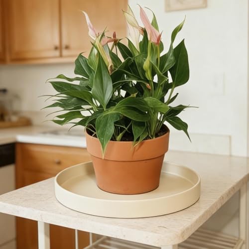 Plant Saucer 6 inch Drip Tray for Ceramic Plastic Pots, 2 Pack Plant Saucers for Indoors, Plastic Planter Flower Pot Saucers for Potted Plants, Planter Water Trays for pots Base (6", Beige) - color: Beige, size: 6" - 2Pcs