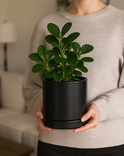 D'vine Dev Set of 2 Plants Pots, 6.5 Inch Ceramic Planter Pot for Plants with Drainage Hole and Saucer, Black, 94-V-C-2 - color: Black, size: 6 Inch