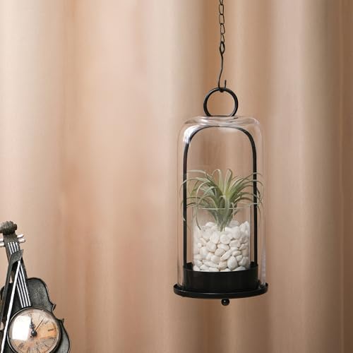 12" High Versatile Modern Metal Hurricane Lantern with Handmade Sturdy Glass Dome in Black for Pillar Candle & Plants, for Living Room, Porch, Mantel Decoration (Black, 5"x12") - color: Black, size: 5"x12"