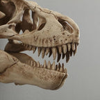 T-Rex Skull Wall Decor, Dinosaur Head Fossil Replica Wall Art, Realistic 3D Dinosaur Skull Wall Mount Sculpture for Living Room Bedroom Kids Room Home Bar Halloween Decor