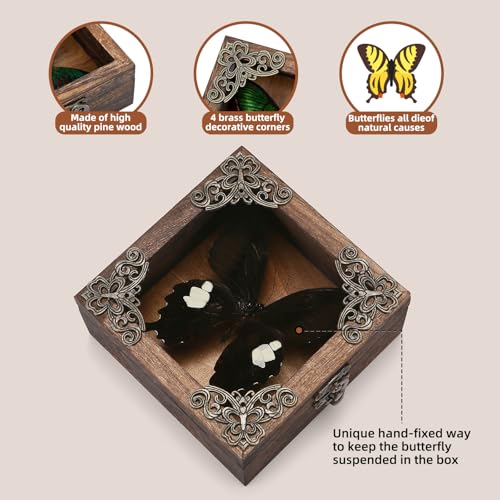 Taxidermy Butterfly Shadow Box Picture Frame - Real Butterfly Framed Meticulously Handcrafted, Framed Butterfly Taxidermy Gothic Room Decor Great White Spotted Butterfly (Family Papilionidae) - color: Great White Spotted Butterfly (Family Papilionidae)