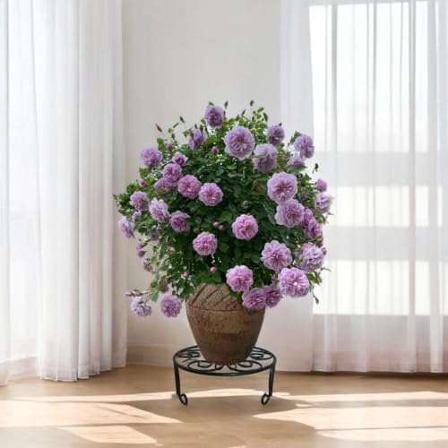 2 Pack Iron Plant Stand Low Profile,13 Inch Diameter Wide Round Metal Flower Stand for Indoor Outdoor Large Plants, Short Heavy Duty Display Holder for Wide Pots, Patio Garden Home Decor,Rustproof Matte Black(2 Pack 13 Diameter 5 inches Tall Black) - colo