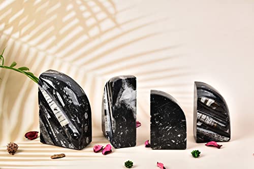 AMOYSTONE 1Pair Unique Decorative Bookends Natural Orthoceras Fossil 4-5 LBS for Kids Books, Home Kitchen, Height 4.7" - color: Black & White C, size: 4-5 Lbs