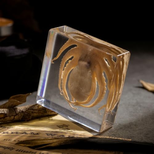 Preserved Octopus Specimen in Resin – Real Taxidermy Octopus Block for Science, Marine Biology, & Oddity Collectors (3" x 3" x 1") – Unique Desk Decor, Classroom Tool, and Gothic Gift - color: Octopus (3" X 3" X 1")