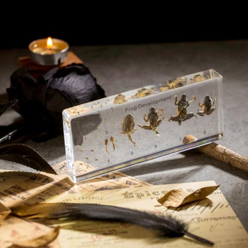 Frog Development Specimen in Resin - Transparent Resin Block Showing Life Cycle from Egg to Adult Frog (5.5 x 2.5 x 0.8 Inches) - color: Frog Development Specimen (5.5" X 2.5" X 0.8")