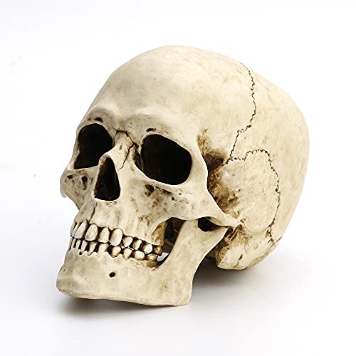 Veronese Design 6 1/4" Tall Human Skull with Motion Jaw Realistic Resin Sculpture