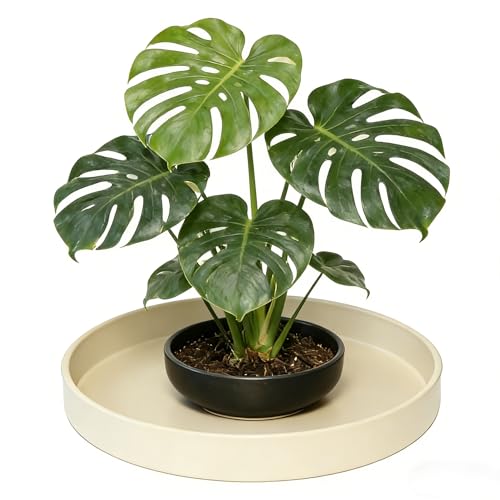 1 Pack 10 inch Plant Saucer Drip Tray, Heavy Sturdy Plastic Planter Flower Pot Drainage Tray Plate Saucers for Indoor Outdoor Garden, Plant Water Drip Trays for pots Base (10", Beige) - color: Beige, size: 10" - 1Pcs