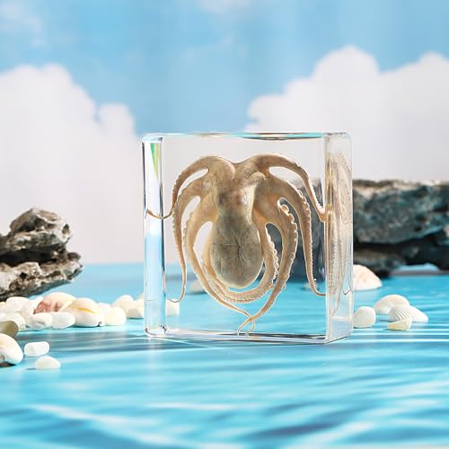 Taxidermy Octopus, Real Octopus Specimens Animal Specimen in Resin for Science Classroom Science Education, Great Gift for Fans of Taxidermy, Animal Skull, Oddities, Biology (3 x 3 x 1 inch) - color: Octopus
