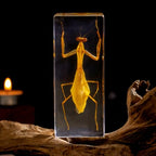 Real Mantis Specimen in Resin - Authentic Mantis Encased in Clear Resin Block, Perfect for Science Education, Oddities Collectors, and Biology Enthusiasts - color: Mantis Specimen