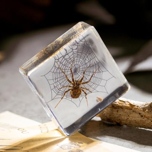 Real Spider Specimen in Resin - with Simulated Spider Web, Perfect for Science Education, Oddities Collectors, and Biology Enthusiasts(Spider Specimen) - color: Spider Specimen