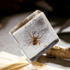 Real Spider Specimen in Resin - with Simulated Spider Web, Perfect for Science Education, Oddities Collectors, and Biology Enthusiasts(Spider Specimen) - color: Spider Specimen