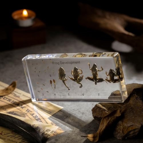 Frog Development Specimen in Resin - Transparent Resin Block Showing Life Cycle from Egg to Adult Frog (5.5 x 2.5 x 0.8 Inches) - color: Frog Development Specimen (5.5" X 2.5" X 0.8")
