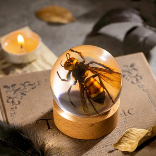 Real Wasp Specimen in Sphere Resin - 2.36 Inch Diameter with Solid Wood Base, Perfect for Science Education, Oddities Collectors, and Biology Enthusiasts - color: Wasp Specimen (2.36" Diameter)