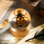 Real Wasp Specimen in Sphere Resin - 2.36 Inch Diameter with Solid Wood Base, Perfect for Science Education, Oddities Collectors, and Biology Enthusiasts - color: Wasp Specimen (2.36" Diameter)