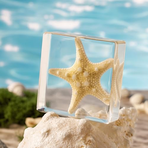 Taxidermy Starfish, Real Starfish Specimens Animal Specimen in Resin for Science Classroom Science Education, Great Gift for Fans of Taxidermy, Animal Skull, Oddities, Biology (3 x 3 x 1 inch) - color: Starfish