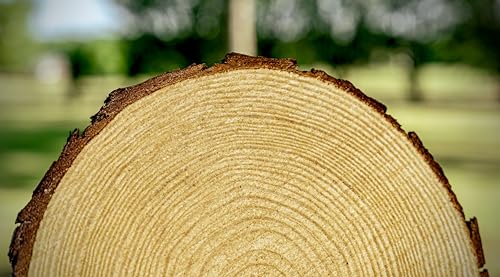 Set of 10 Large Wood Slices (11-13”) – Rustic Wooden Rounds for Wedding Centerpieces, Event Decor, and Table Centerpieces - size: Set of 10 Large (11-13")
