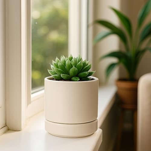 D'vine Dev Set of 4 Small Ceramic Plant Pots, 4.7 Inch Succulent Planter Pot for Plants with Drainage Hole and Saucer, Oatmeal, 94-X-B-8 - color: Oatmeal, size: 4.7 Inch