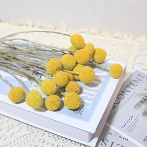 20 Stems Natural Dried Craspedia Billy Balls - 17" Golden Yellow Ball Flowers - Dried Flower Arrangement for Boho Wedding Farmhouse Decor - Vase Centerpiece Filler - DIY Dried Bouquet Home Decor