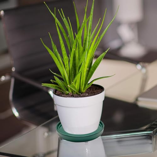 2 Pack Ceramic Plant Saucer Pot Tray 7 Inch, Planter Saucers 4 5 6 7 8 9 10 11 12 13 Inch for Indoors Outdoor, Durable Sturdy Flower Drainage drip Water Tray for Glazed Pots Base (7 Inch-Green) - color: Green, size: 7in 2pack