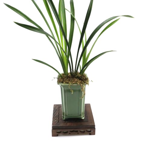 Wooden Display Stand Base 5.43" x 5.43" Square Wood Carved Pedestal Oriental Style Home Decoration for Vase, Flower Pots, Teapot, Table Lamp, Fishbowl - style: Square